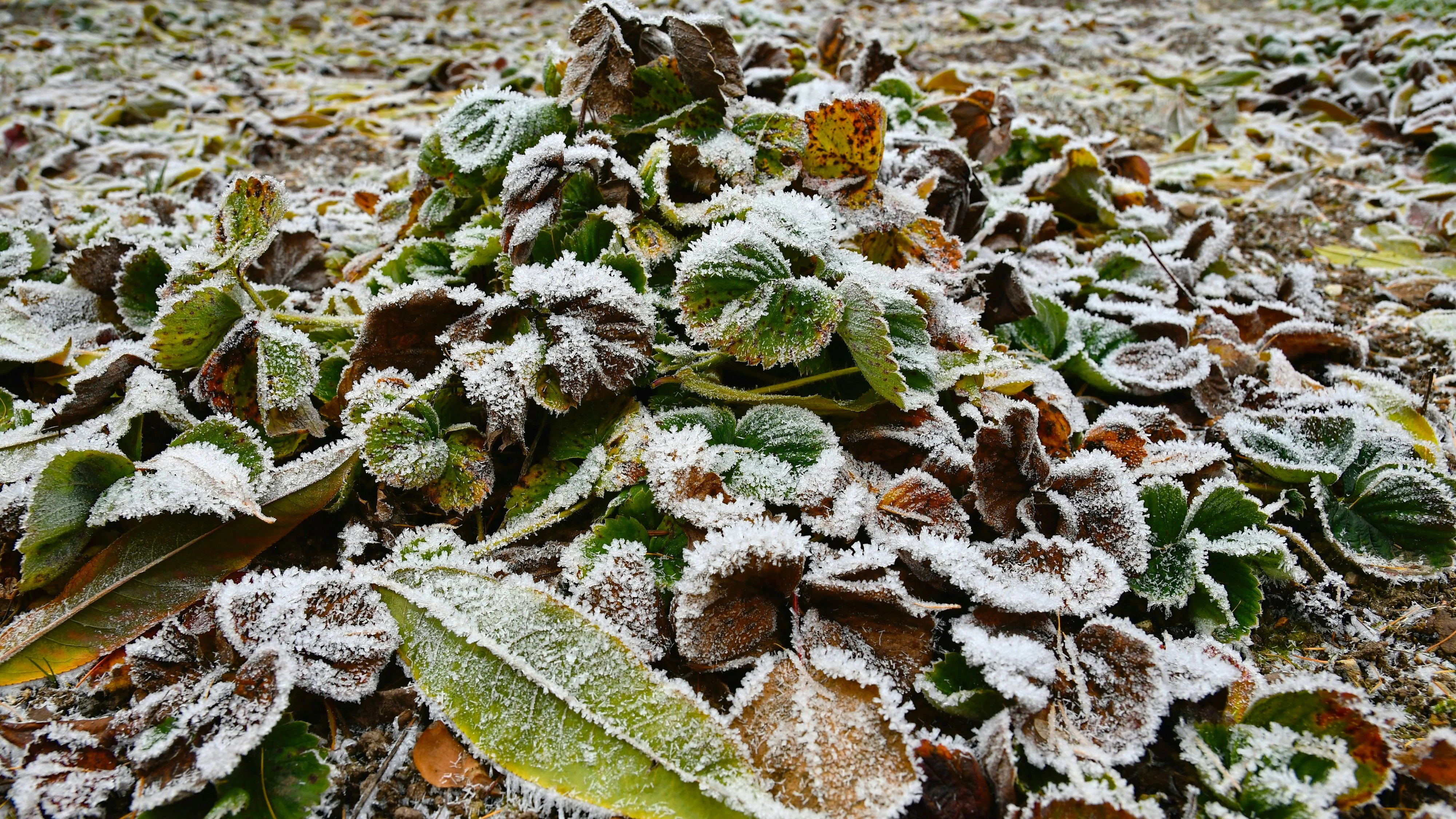 Der Garten verabschiedet sich langsam in die Winterpause.