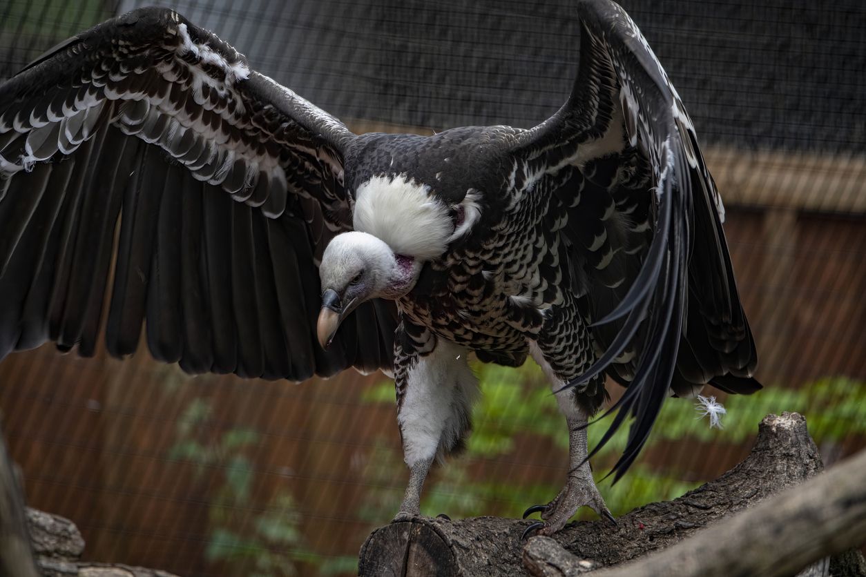 Heute.at - Gerade diese Vögel plaudern mehr als alle anderen