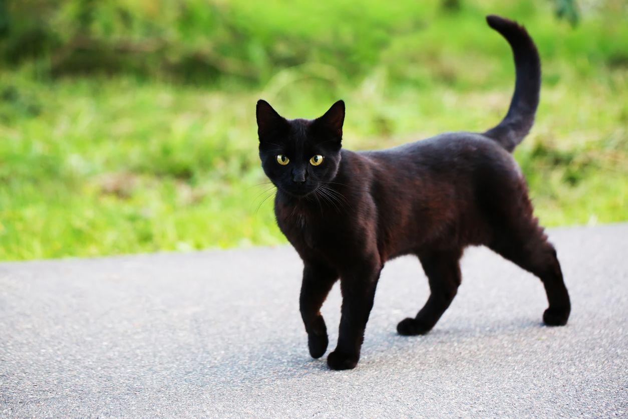 Die schwarze Katze wurde brutal gequält (Symbolbild).