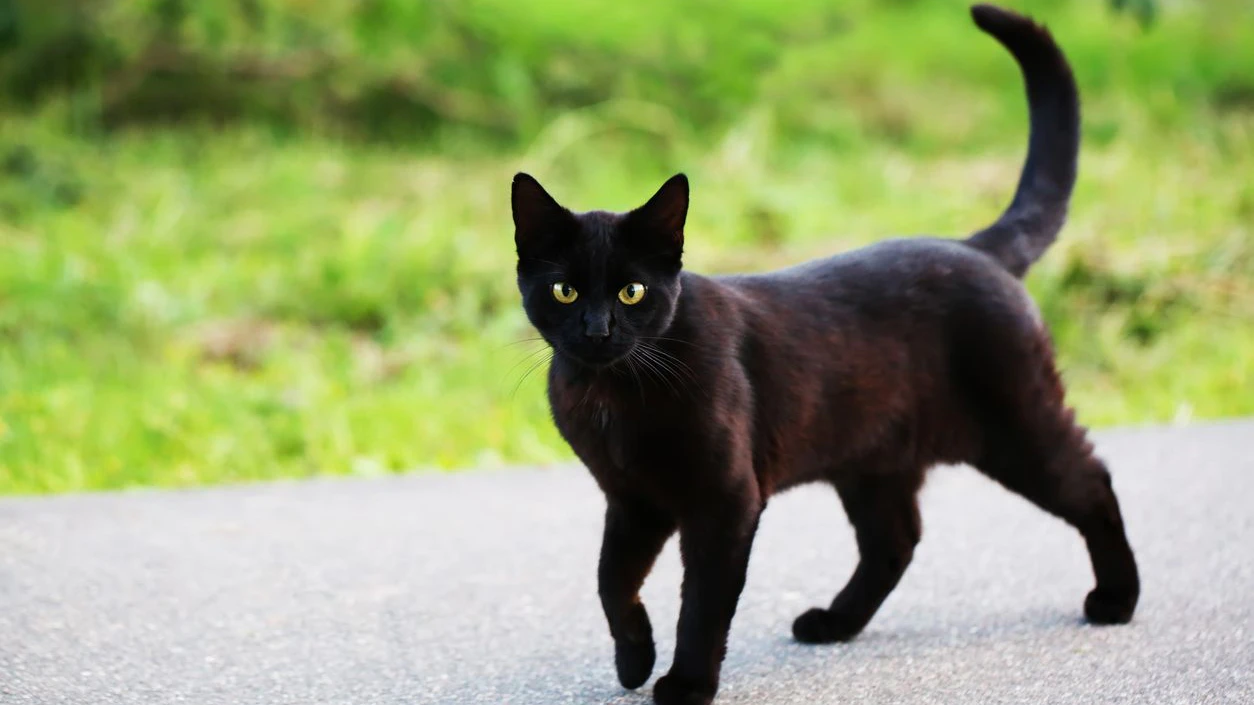 Heute.at - Katze gekreuzigt! Tierfreund bietet 2.000 € für Tipps